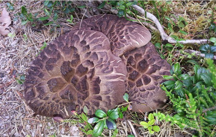 Scaly Tooth, Sarcodon squamosus1