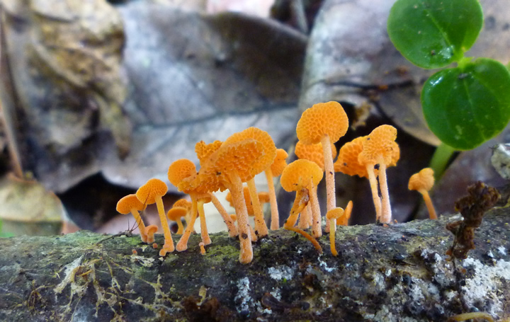 Orange Porecap, Favolaschia calocera