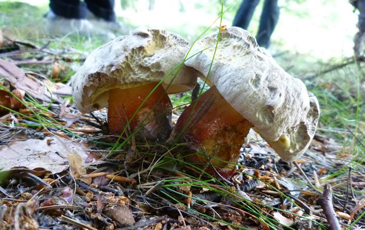 Bitter beech bolete, Boletus calopus