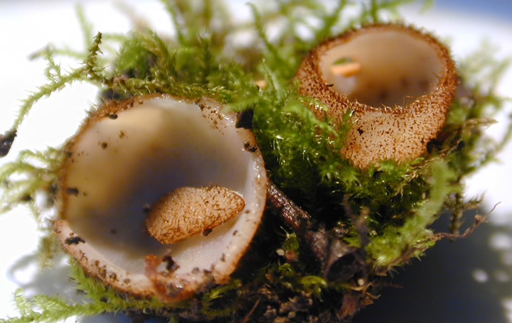 Wooly oyster, Humaria hemisphaerica