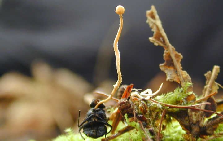 Cordyceps forquignonii