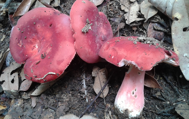 Brittle Gill, Russula sp.