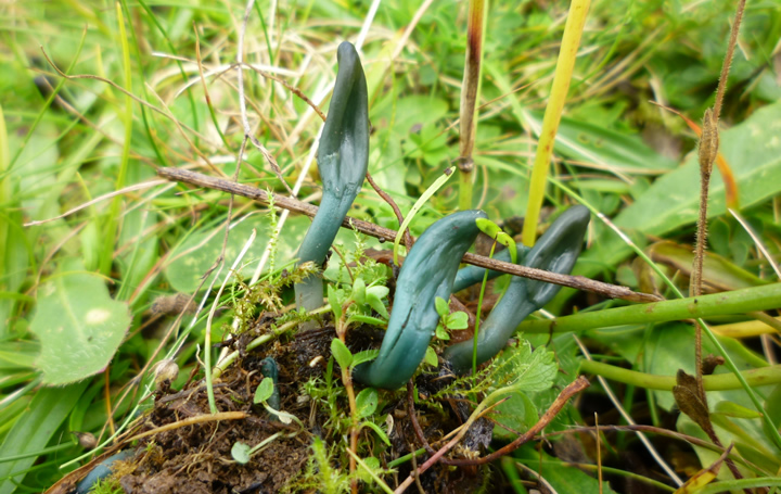 Olive Earthtongue, Microglossum olivaceum