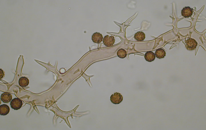 Mycenastrum corium - capilitium