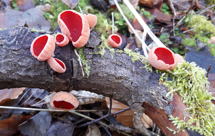 Scarlet Elf Cup, Sarcoscypha coccinea