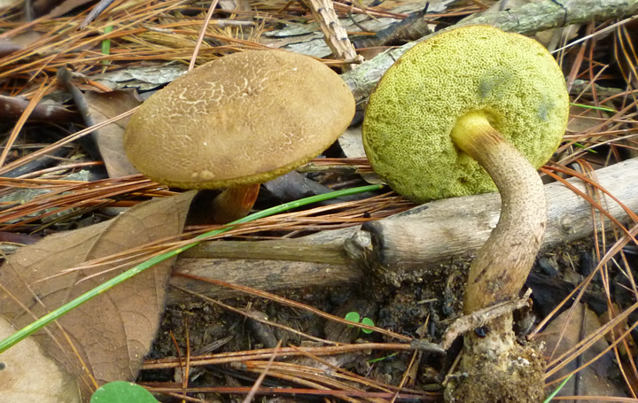 Boletellus af chrysenteroides